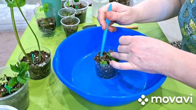 КОМНАТНЫЕ РАСТЕНИЯ(ЦВЕТЫ).