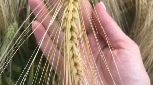 Агростандарт Каррера озимый ячмень