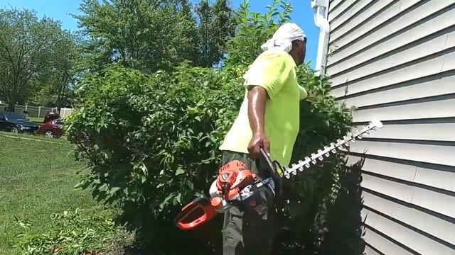 Landscape Like a Pro: How to prune and care for overgrown Forsythias