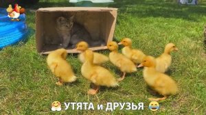 Утята с друзьями – мир нежных эмоций 🤗 эпизод (80)