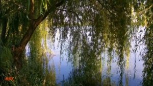 Сергей Завьялов -  Ивушка ( Авт. ролика Виктор)