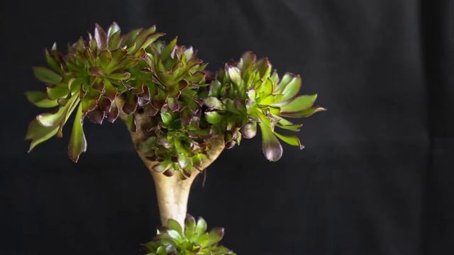 Aeonium ‘Schwarzkopf’ f. cristata смотреть онлайн