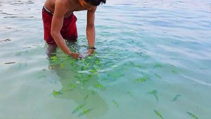 Thailand: Ko Phi Phi Island - Relax Beach Resort - Maya Bay - Monkeys - Fishes - Sharks - Best plac