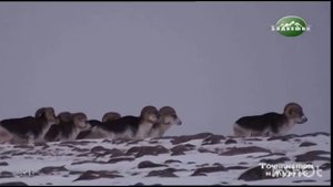 ТОЧИКИСТОН-БАДАХШОН-н. МУРГОБ