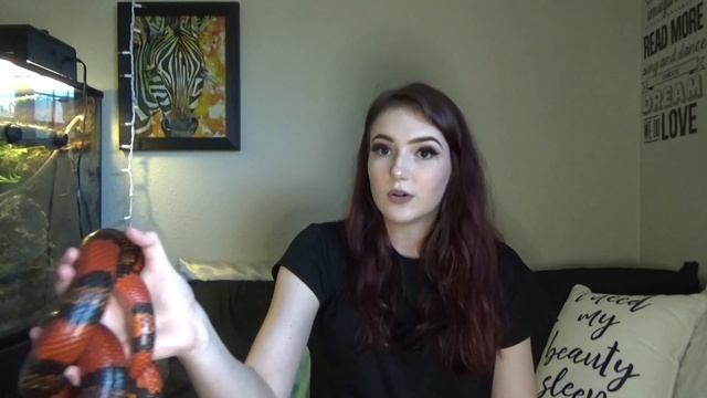 Do Milk Snakes Make Good Beginner Snakes? смотреть онлайн