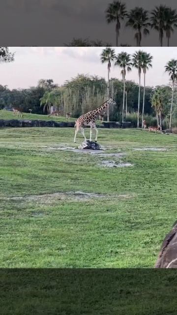 Giraffe And Deer #shorts #shortvideo #ytshorts смотреть онлайн