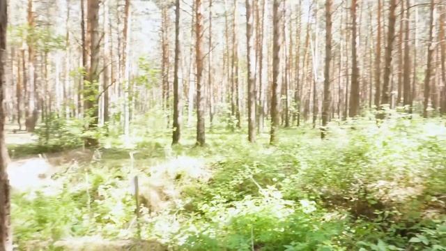 АСМР ПРОГУЛКА по ЛЕСУ ШЕПОТОМ 🌄 ASMR FOREST SOUNDS & Whispering смотреть онлайн