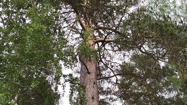 ЗЕЛЁНОЕ ЦАРСТВО: ТЁПЛЫЙ ДОЖДЬ ОЖИВЛЯЕТ ЛЕСНУЮ ПРИРОДУ / Деревенька на Урале / Выпуск 24
