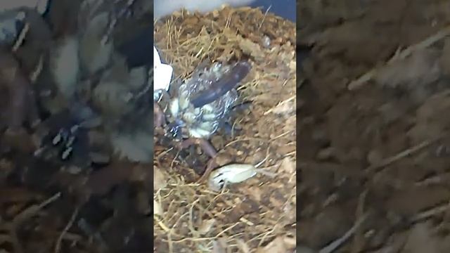 Scorpion babies(Scorpilings) Parthenogenetic смотреть онлайн