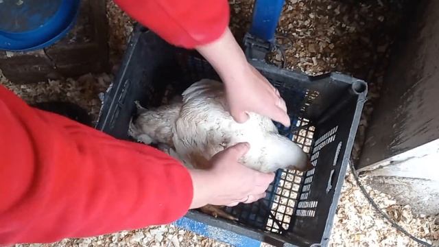 ДОРОГО!!! - брать не будем. смотреть онлайн