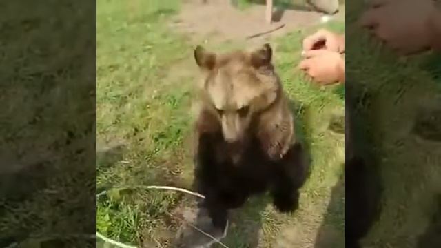 Медвежонок Вася и обруч