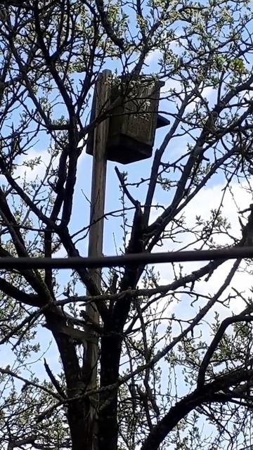 Дедов скворечник .А скворцы все прилетают смотреть онлайн