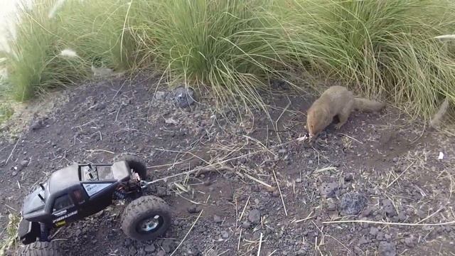 RC Car Tug O War Mongoose VS Losi Mini Rock Crawler