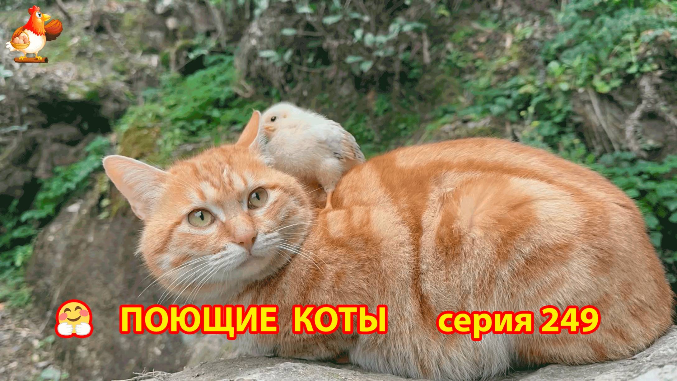 Крутые коты у птичьего двора серия (249) 🐈🐈😹 Природа Абхазии и подворье с птицами и животными ❣