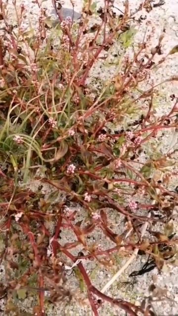Renouée persicaire Persicaria maculosa. Presquîle de Rhuys Morbihan. botarmor.fr