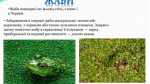 Майстри маскування Стахова Віолєтта 7 Г