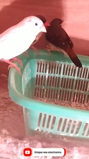 #shorts,white finch sound,Strawberry finch,Zebra Finch Birds,Red Finch Birds,Red Avadavat,355 смотреть онлайн