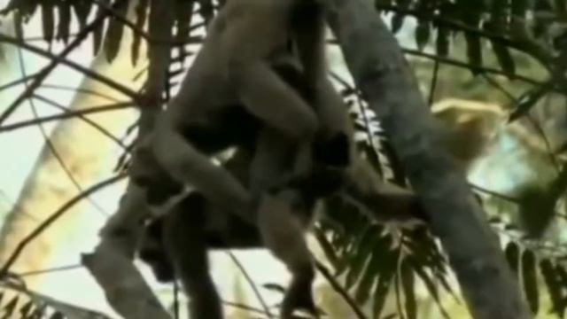 Дикая Страсть... =18+ =
