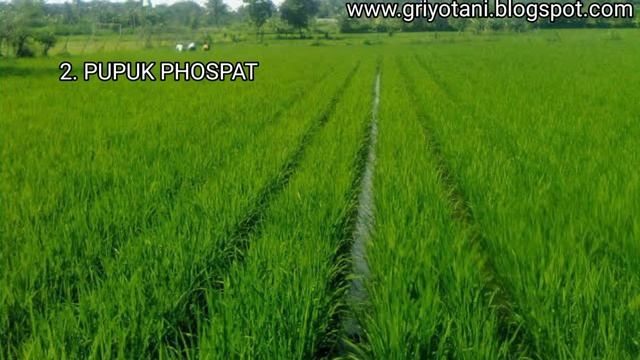 3 NUTRISI UNTUK MEMPERBANYAK ANAKAN PADI YANG WAJIB KITA TAHU ANAKAN PADI BISA 50 BATANG/RUMPUN смотреть онлайн