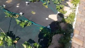 Кто вперёд!  Борьба за урожай!