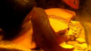 Hemichromis lifalili spawning