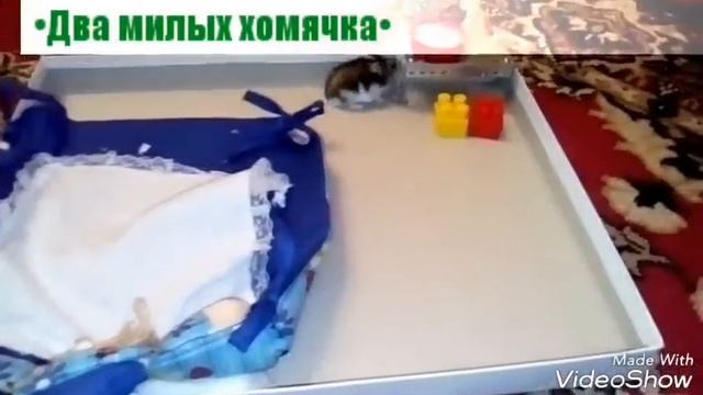 | Прогулочная зона для хомячков |