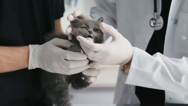 Возвращаясь домой, парень увидел кота в решётке, а когда присмотрелся ближе – УЖАСНУЛСЯ… смотреть онлайн