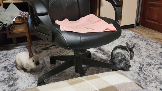 Карликовый и декоративный кролики 🐰🐇❤