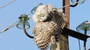 Сову убило электрическим током в Даровском районе Кировской области.