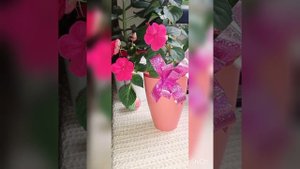 Цветы на подоконнике. Цветочный рай