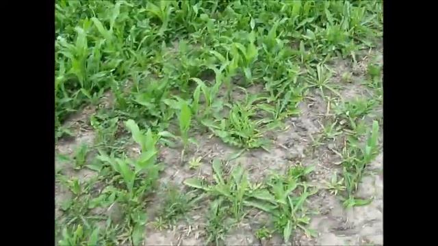 препарат аденго или как попасть на деньги смотреть онлайн