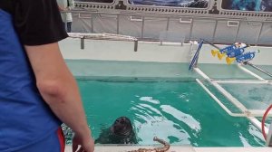 нерпы в нерпинарии