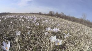 подснежники