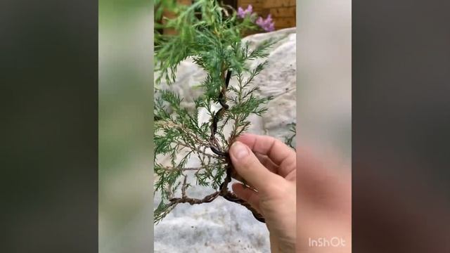 Садовый бонсай Ниваки из можжевельника смотреть онлайн