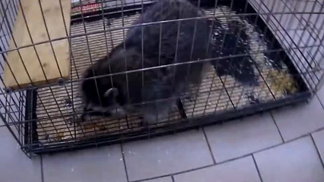 Vlog №11 Грустный Саня/Поход на фильм "Мир Юрского Периода 2"/Мини зоопарк(:ПЕРЕЗАЛИВ:). смотреть онлайн