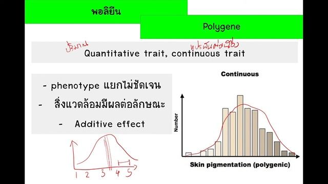 Biology พันธุศาสตร์ : เมื่อ 1 ลักษณะมีมากกว่า 1 ยีน (Polygene ตอนที่ 1) смотреть онлайн