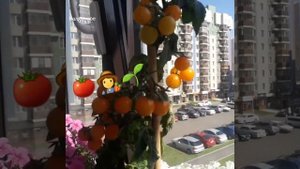 ТОМАТ МИКРОН🍅🍅🍅Выращивание ПОМИДОР на БАЛКОНЕ!🏡🌱