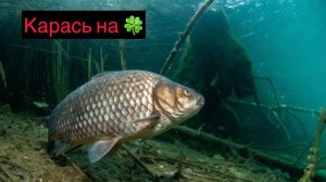 Рыбалка на боковой кивок и поплавочную удочку, делаем подводную съёмку.