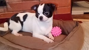 Чихуахуа девочка Яркая курносая