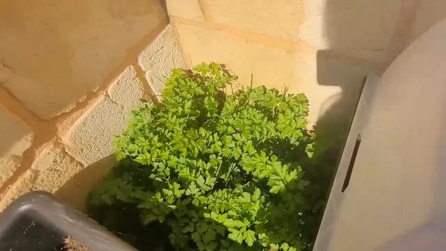 МЫ БЫЛИ ДРУГИМИ !! Есть вопрос...! что сделала сегодня и что купила. У француженок этого в доме НЕТ