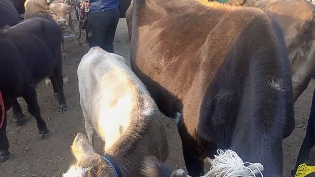 АЛА БУКА РАЙОНУ УЙ ЖАНА БУКАЛАРДЫН БААЛАРЫ. #малбазар #койбазар #жанылыктар #тезкабар смотреть онлайн