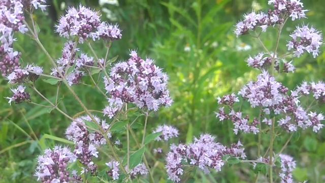 Як правильно збирати лісові суниці смотреть онлайн