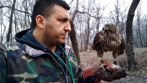 ястреб тетеревятник - 64 - короткие тренировки