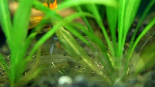 Apistogramma cacatuoides in the 20gal breeder. смотреть онлайн