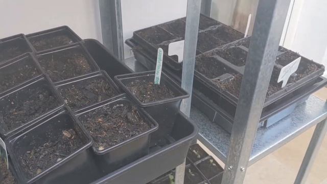 Greenhouse Tour  April 2021 UK  Using a conservatory as a greenhouse