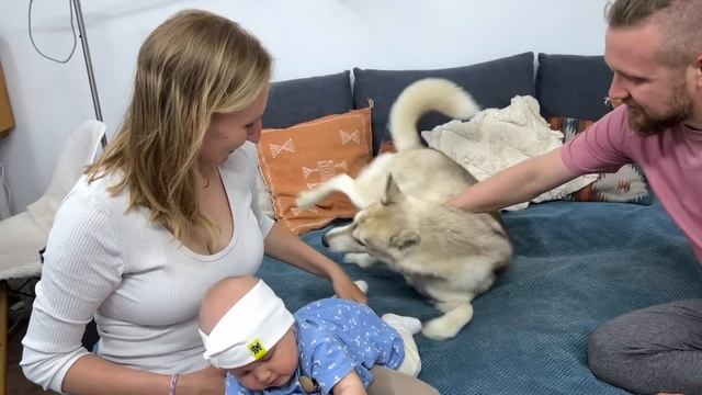My Dog Was Smiling Looking At the Baby! Husky Puppy See a Baby For the First Time смотреть онлайн