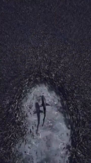 Когда караван идет в правильном направлении собаки как правило лают особенно громко!