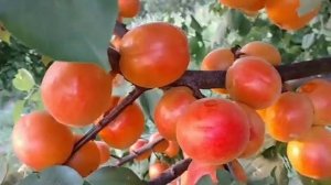 Новинка! Абрикос Плаякот. Apricot Playa Cot. Сорт з великим набором цінних якостей!