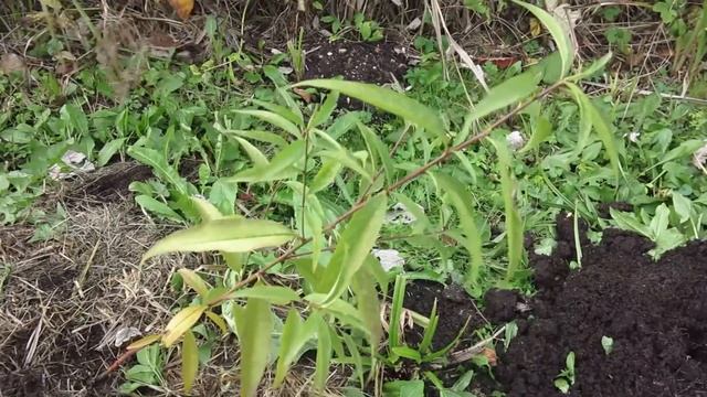 Персик в тройнике 09.10.2022 смотреть онлайн