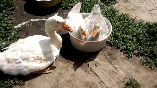 малыши купаются смотреть онлайн